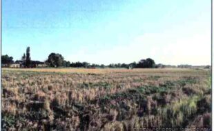 ALMENDRAS ELLA T 19931 1