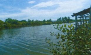 Abique Romeo T 16429 3