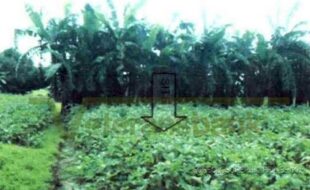 DELOS REYES ROBERTO T 13816 3