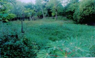 Espanola Noame T 17089 1