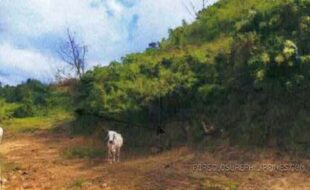 FIL ESTATE LAND INC. T 102615 056 2018003612 5