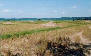 LUNA BIENVENIDO T 5162 S 2