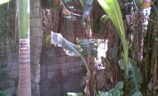 MERIDIAN PROP. DEVELOPMENT CORPORATION T 1095671 057 2016012271 1