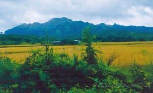 Malunes Genoveva T 19421 8