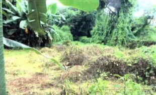 VIDON AVELINA NT 164654 3