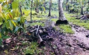 Venales Rosendo T 196698 2