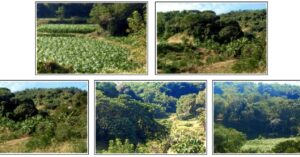 PDIC Foreclosed Agricultural - Vacant Lot: Lot No. 9781-F, Brgy. Amguid, Candon, Ilocos Sur - For Public Bidding ( Thursday, April-30-2026 )