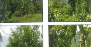 PDIC Foreclosed Agricultural - Vacant Lot: Lot No. 7091, Brgy. Bairan, Naga, Cebu - Awaiting Bidding Schedule