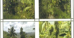 PDIC Foreclosed Agricultural - Vacant Lot: Lot 8007 Part, Sitio Nag-arco, Brgy. Tabionan, San Fernando, Cebu - Awaiting Bidding Schedule