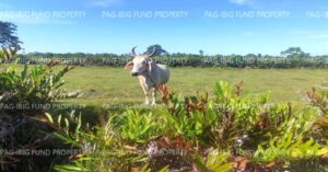 Pag-IBIG Foreclosed Lot Only - Lot 29 Blk. 9 DONA ROSARIO HEIGHTS PAYOMPON, MAMBURAO (CAPITAL), OCCIDENTAL MINDORO, 5106 - 2nd Public Auction on Mar. 30, 2026 - Apr. 3, 2026