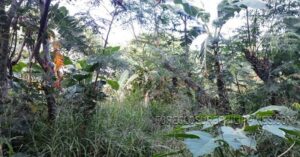 BFS Foreclosed Lot only at MT. VIEW VILLAGE