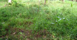 BFS Foreclosed Lot only at TBV