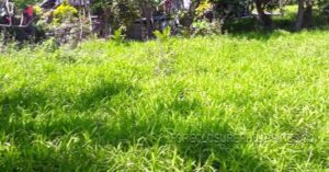 BFS Foreclosed Lot only at  Santa Catalina - 0283178_pic001.jpg