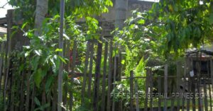 BFS Foreclosed House and Lot at  Turno - 0800705_pic001.jpg