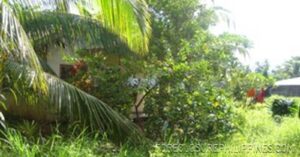 BFS Foreclosed House and Lot at JULVE SUBD.