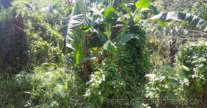 BFS Foreclosed Lot only at MT. VIEW RESORT SUBD.