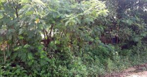 BFS Foreclosed Lot only at MT. VIEW RESORT SUBD.