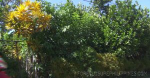 BFS Foreclosed House and Lot at CRYSTAL PLAINS SUBD.
