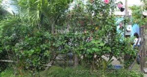 BFS Foreclosed House and Lot at VILLA CLEMENTA