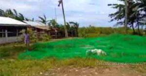 BDO Foreclosed AGRICULTURAL - VACANT LOT: Lot 384, Brgy. Binaobaoan, Pilar, Capiz (Interior)  For Sale