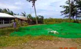 capiz1 1