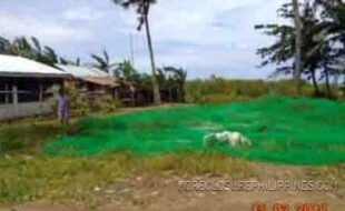 capiz1