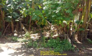 fil1520201003271
