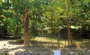 fil3420190913007