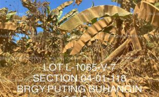 fil4020230220029
