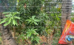 fil4020250304066