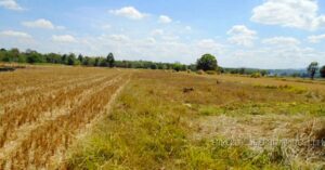 BDO Foreclosed FARM - VACANT LOT: Lot 892, Brgy. Daldalayap, San Clemente, Tarlac (Interior)  For Sale