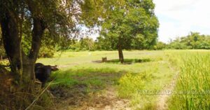 BDO Foreclosed FARM - VACANT LOT: Lot 3113-C-1, Purok 6, Brgy. San Jose, Gerona, Tarlac (Interior)  For Sale