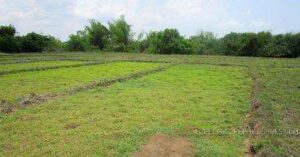 BDO Foreclosed FARM - VACANT LOT: Lot 8603-C (landlocked), Brgy. San Sotero, Santa Ignacia, Tarlac  For Sale