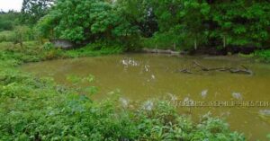 BDO Foreclosed RESIDENTIAL - VACANT LOT: Lot 4034-F-1-A, Sitio Centro, Brgy. Sapang Maragul, Tarlac City, Tarlac (Interior)  For Sale