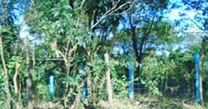 BDO Foreclosed RESIDENTIAL - VACANT LOT: Lot 1 (Psd-03-008603), Brgy. San Pedro, Gen. Tinio, Nueva Ecija  For Sale