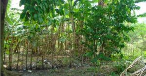 BDO Foreclosed RESIDENTIAL - VACANT LOT: Lot 8-I, Brgy. Coral-Iloco, Ramos, Tarlac  For Sale