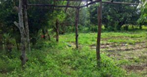 BDO Foreclosed RESIDENTIAL - VACANT LOT: Lot 2-B-4-B, Brgy. Pinmaludpod, Urdaneta City, Pangasinan  For Sale