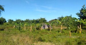 BDO Foreclosed FARM - VACANT LOT: Lot 5, Block 28, Brgy. Leet, Sta. Barbara, Pangasinan  For Sale