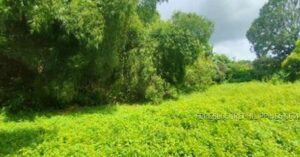BDO Foreclosed FARM - VACANT LOT: Lot 5515, Malanday St., Brgy. Encanto, Angat, Bulacan  For Sale