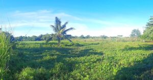 BDO Foreclosed RESIDENTIAL - VACANT LOT: Various lots, Gubat - Prieto Diaz Road, Brgy. Cogon, Gubat, Sorsogon  For Sale