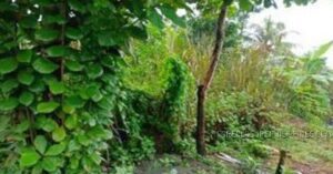 BDO Foreclosed RESIDENTIAL - VACANT LOT: Lot 4, Block 8, Emenville Subdivision, Phase 4, Brgy. Libertad (TCT) / Ambago (TD), Butuan City. Agusan Del Norte  For Sale