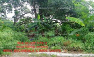 fil1520241115585