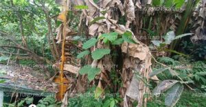 Pag-IBIG ROPA # 815201911070053 - Lot 4 OF LOTS Blk. 23-A GARDEN COTTAGES CUYAMBAY, TANAY, RIZAL, 1980 - Negotiated Sale on Jun. 22, 2026 - Jun. 26, 2026