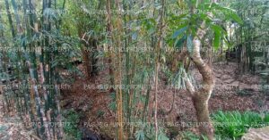 Pag-IBIG ROPA # 815202201150055 - Lot 2 Blk. 3-A GARDEN COTTAGES CUYAMBAY, TANAY, RIZAL, 1980 - Negotiated Sale on Jun. 22, 2026 - Jun. 26, 2026