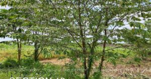 Pag-IBIG ROPA # 804019063000213 - Lot 2959-A-6-F Section 13 NON-SUBDIVISION SAN ANTONIO, BACOLOR, PAMPANGA, 2001 - 2nd Public Auction on Jul. 6, 2026 - Jul. 10, 2026