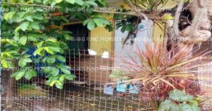 Pag-IBIG ROPA # 815202406290342 - Lot 13 Blk. 13 Phase 1 EAST BELLEVUE RESIDENCES EXTENSION SAN ISIDRO, RODRIGUEZ, RIZAL, 1860 - 2nd Public Auction on Jul. 27, 2026 - Jul. 31, 2026 (Occupied)